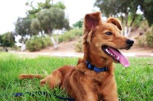 Sanatoga Animal Hospital welcoming new clients